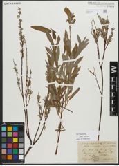 Foto von Salix repens L.